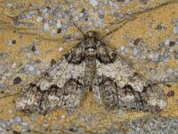 Agriopis leucophaearia 01 #11368 : Agriopis leucophaearia, Kleine voorjaarsspanner