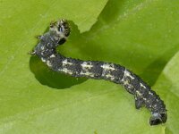 Agriopis leucophaearia #12084 : Agriopis leucophaearia, Spring Usher, Kleine voorjaarsspanner, caterpillar