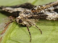 Agriopis leucophaearia 03 #41771 : Agriopis leucophaearia, Spring Usher, Kleine voorjaarsspanner