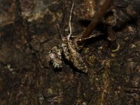 Agriopis marginaria 10, female, Grote voorjaarsspanner, Saxifraga-Joep Steur