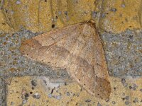 Agriopis marginaria 7, Grote voorjaarsspanner, Saxifraga-Ab H Baas