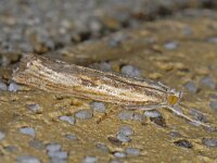 Agriphila inquinatella 2, Moerasgrasmot, Saxifraga-Ab H Baas