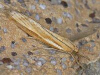Agriphila tristella 5, Variabele grasmot, Saxifraga-Ab H Baas