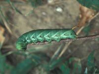 Agrius convolvuli 1, Windepijlstaart, Saxifraga-Frits Bink