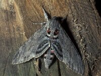 Agrius convolvuli 10, Windepijlstaart, Vlinderstichting-Nely Honig