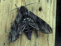 Agrius convolvuli 12, Windepijlstaart, Vlinderstichting-Nely Honig