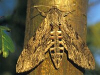 Agrius convolvuli 14, Windepijlstaart, Saxifraga-Janus Verkerk