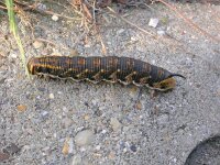 Agrius convolvuli 16, Windepijlstaart, Saxifraga-Peter Meininger