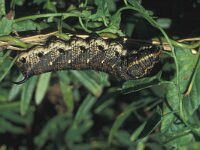 Agrius convolvuli 2, Windepijlstaart, Saxifraga-Frits Bink