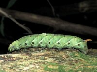 Agrius convolvuli 3, Windepijlstaart, Saxifraga-Janus Verkerk