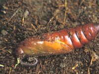Agrius convolvuli 7, Windepijlstaart, Saxifraga-Janus Verkerk