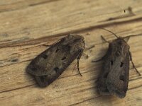 Agrotis exclamationis 2, Gewone worteluil, Vlinderstichting-Nely Honig