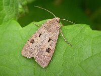 Agrotis exclamationis 6, Gewone worteluil, Saxifraga-Peter Meininger