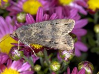 Agrotis ipsilon 2, Grote worteluil, Saxifraga-Peter Gergely