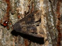 Agrotis ipsilon 3, Grote worteluil, Saxifraga-Joep Steur
