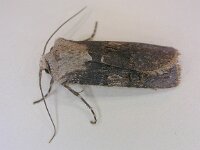 Agrotis puta 4, Puta-uil, Saxifraga-Peter Meininger