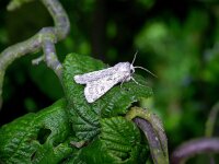 Agrotis ripae 3, Duinworteluil, Saxifraga-Peter Meininger