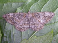 Alcis repandata 2, Variabele spikkelspanner, Saxifraga-Peter Meininger