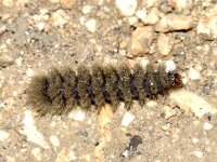 Amata phegea 7, Phegeavlinder, Saxifraga-Peter Gergely