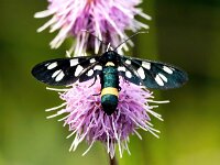 Amata phegea 8, Phegeavlinder, Saxifraga-Bart Vastenhouw