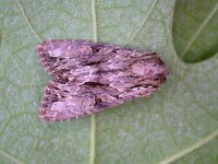 Apamea monoglypha 4, Graswortelvlinder, Saxifraga-Peter Meininger