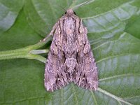 Apamea monoglypha 5, Graswortelvlinder, Saxifraga-Peter Meininger