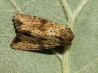 Apamea sublustris 2, Okergele grasuil, Saxifraga-Marijke Verhagen