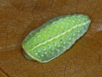 Apoda limacodes 01 #10365 : Apoda limacodes, Slakrups, caterpillar