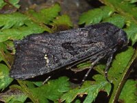 Aporophyla nigra 2, Zwarte witvleugeluil, Saxifraga-Foto Fitis-Adriaan Dijksen