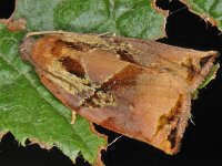 Archips podana 1, Grote appelbladroller, male, Saxifraga-Ab H Baas