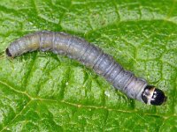 Archips xylosteana 02, Gevlamde bladroller, AHB  Archips xylosteana; Gevlamde bladroller; rups Hardenberg op 13 mei 2014