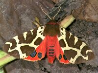 Arctia caja 3, Grote beer, Vlinderstichting-Ab H Baas