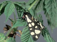 Arctia villica 5, Roomvlek, Saxifraga-Frits Bink