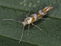 Argyresthia goedartella #13958 : Argyresthia goedartella