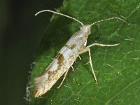 Argyresthia sorbiella 2, Saxifraga-Ab H Baas
