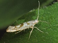 Argyresthia sorbiella 3, Saxifraga-Ab H Baas