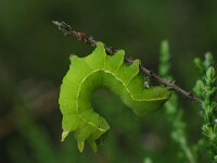 Asteroscopus sphinx 12, Kromzitter, Saxifraga-Ab H Baas