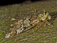 210_10, Biston strataria : Biston strataria, Oak Beauty, Vroege spanner, male