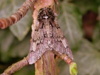 Biston strataria 6, Vroege spanner, Saxifraga-Peter Meininger