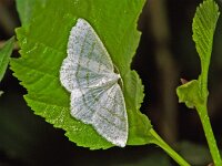 Cabera exanthemata 227_04 : Cabera exanthemata, Common Wave, Bruine grijsbandspanner
