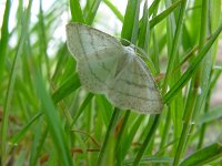 Cabera pusaria 2, Witte grijsbandspanner, Vlinderstichting-Henk Bosma