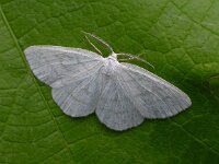 Cabera pusaria 5, Witte grijsbandspanner, Saxifraga-Peter Meininger