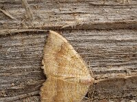 Camptogramma bilineata 4, Gestreepte goudspanner, Saxifraga-Marijke Verhagen