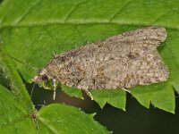 Capua vulgana #43020 : Capua vulgana, Meibladroller