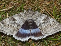 Catocala fraxini 2, Blauw weeskind, Saxifraga-Foto Fitis-Adriaan Dijksen