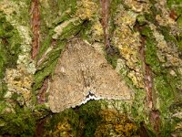 Catocala nupta 24, Rood weeskind, Saxifraga-Hans Grotenhuis