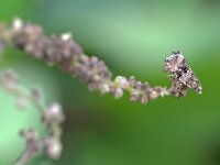Celypha lacunana 6, Brandnetelbladroller, Saxifraga-Tom Heijnen