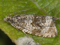 Celypha lacunana #13145 : Celypha lacunana