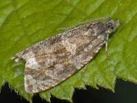 Celypha lacunana 5, Brandnetelbladroller, Saxifraga, Ab H Baas