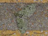 Chloroclystis v-ata #13096 : Chloroclystis v-ata, V-dwergspanner